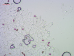 Psathyrella noli-tangere