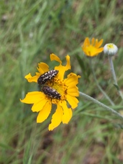 Acmaeodera retifera