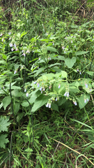 Mertensia paniculata