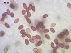 Psathyrella noli-tangere