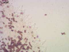 Psathyrella noli-tangere