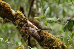 Microsciurus flaviventer