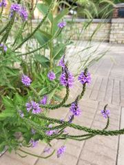 Verbena stricta