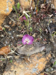 Clarkia purpurea