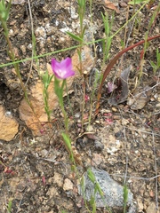 Clarkia purpurea