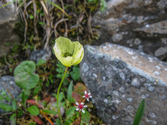 Papaver pseudocanescens