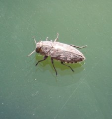 Chrysobothris caddo