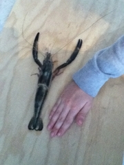 Macrobrachium carcinus