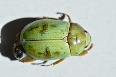 Macropoidelimus mniszechi