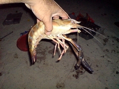 Macrobrachium carcinus