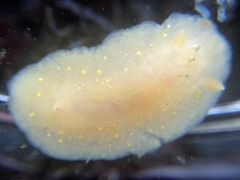 Cadlina modesta