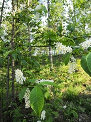 Prunus padus