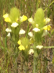 Castilleja rubicundula lithospermoides