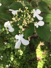 Viburnum plicatum