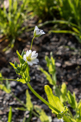 Cerastium davuricum