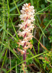 Orobanche amethystea