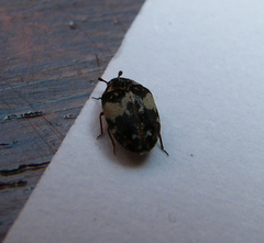 Anthrenus pimpinellae