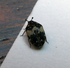 Anthrenus pimpinellae