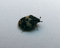 Anthrenus pimpinellae