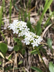 Valeriana saxatilis