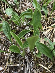 Valeriana saxatilis