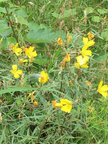 Oenothera fruticosa
