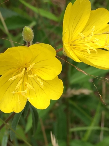 Oenothera fruticosa