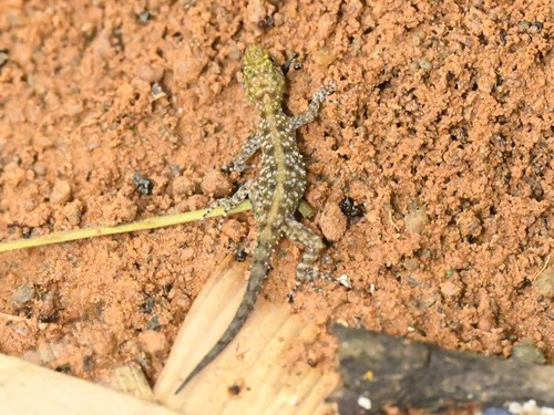 Mysore Day Gecko