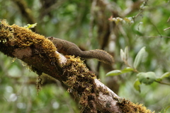 Microsciurus flaviventer