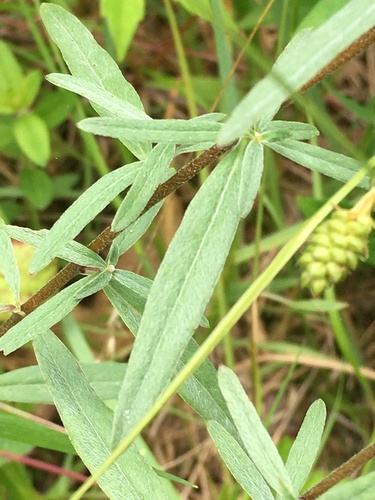 Oenothera fruticosa