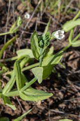 Cerastium davuricum