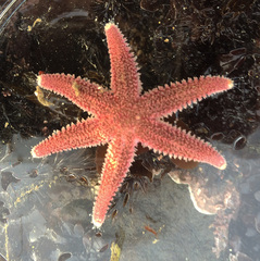 Leptasterias hexactis