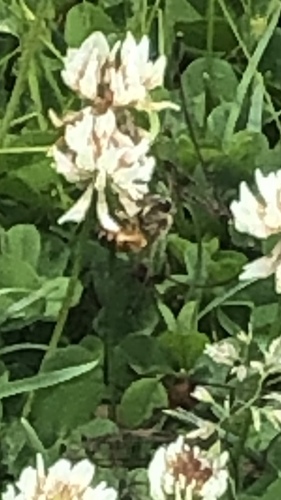 photo of Western Honey Bee (Apis mellifera)