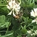 photo of Western Honey Bee (Apis mellifera)