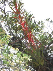 Tillandsia calothyrsus