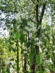 Prunus padus