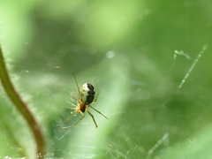 Neriene peltata