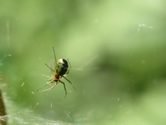 Neriene peltata
