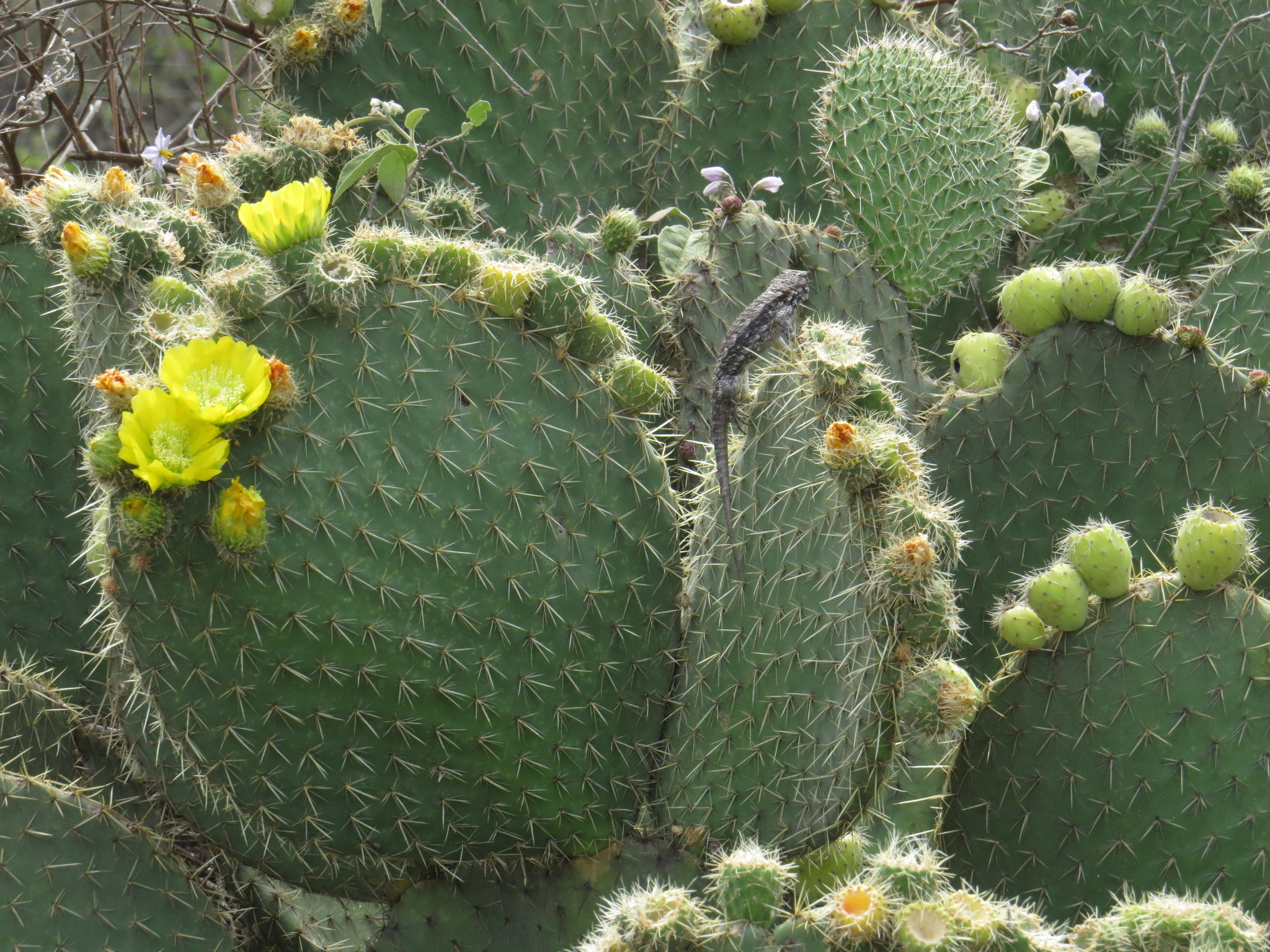 Opuntia huajuapensis