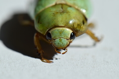 Macropoidelimus mniszechi