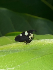 Enchophyllum quinquemaculatum