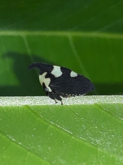 Enchophyllum quinquemaculatum