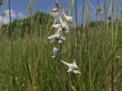 Delphinium carolinianum virescens