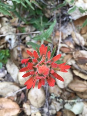 Castilleja martini martini
