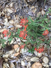 Castilleja martini martini