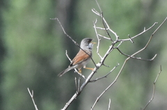 Curruca conspicillata