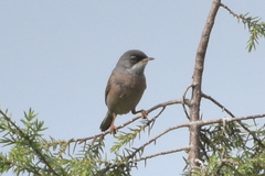 Curruca conspicillata