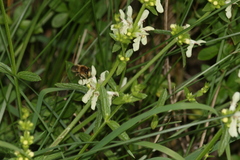 Anthophora furcata