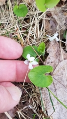 Viola renifolia