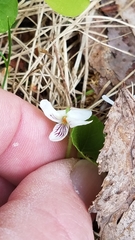 Viola renifolia